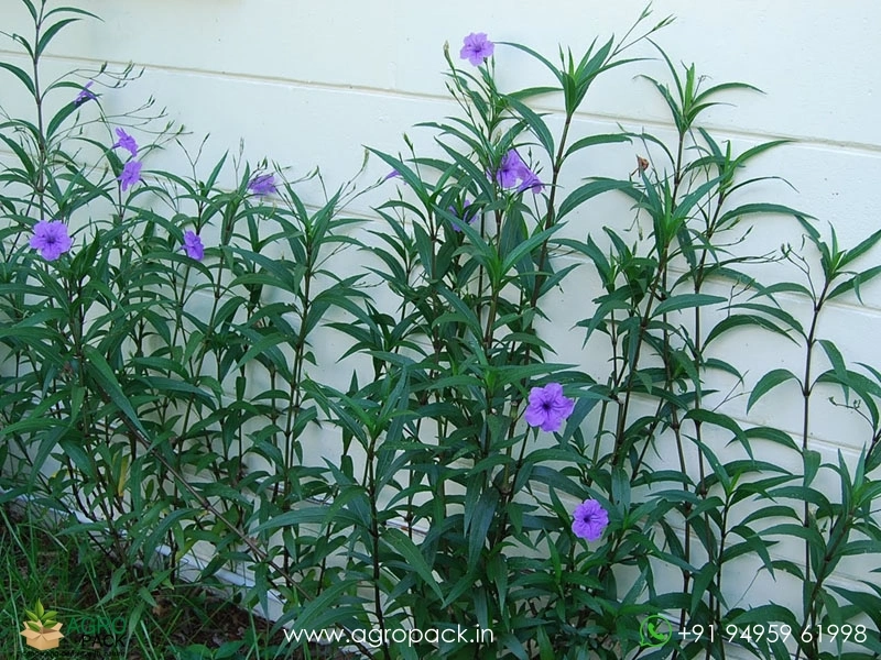 Mexican-Petunia1