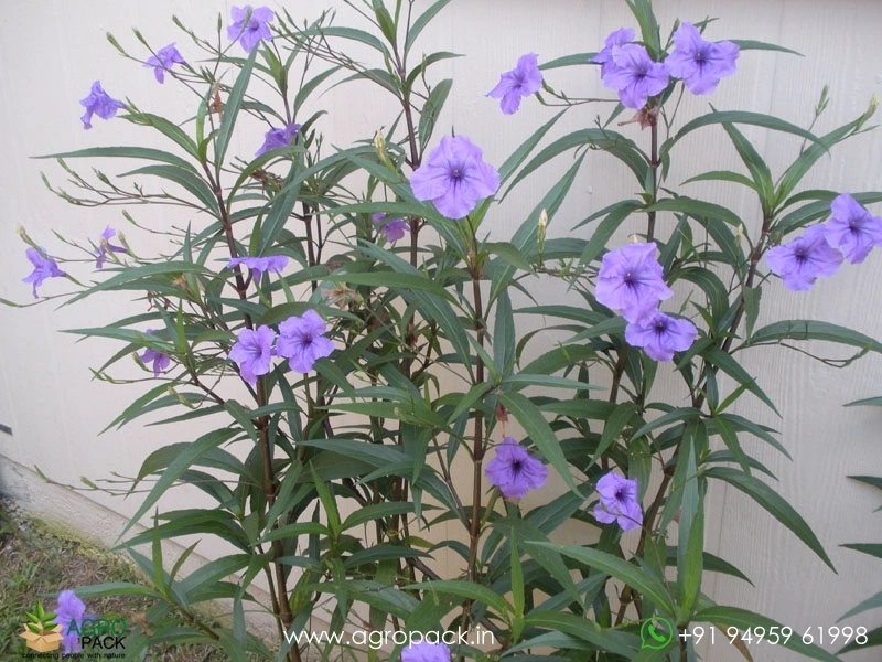 Mexican-Petunia2