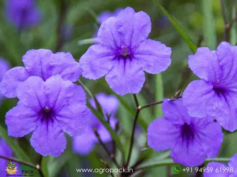 Mexican-Petunia3