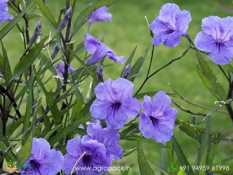 Mexican-Petunia4