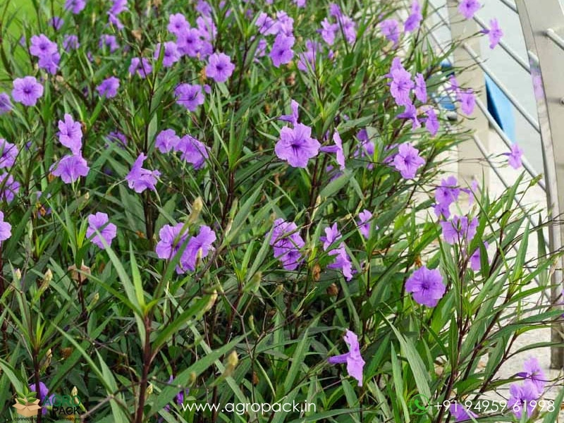 Mexican-Petunia5