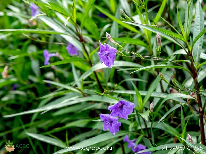 Mexican-Petunia6