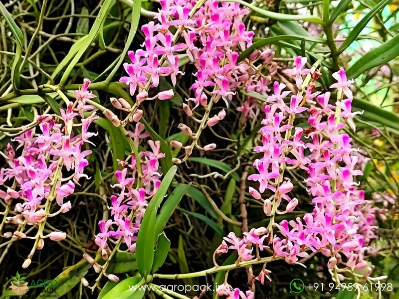 Micropera-rostrata-Beaked-micropera-Orchid2
