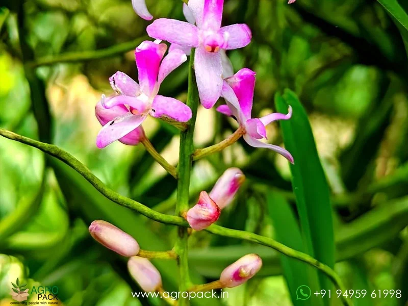 Micropera-rostrata-Beaked-micropera-Orchid3