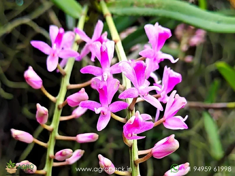 Micropera-rostrata-Beaked-micropera-Orchid4