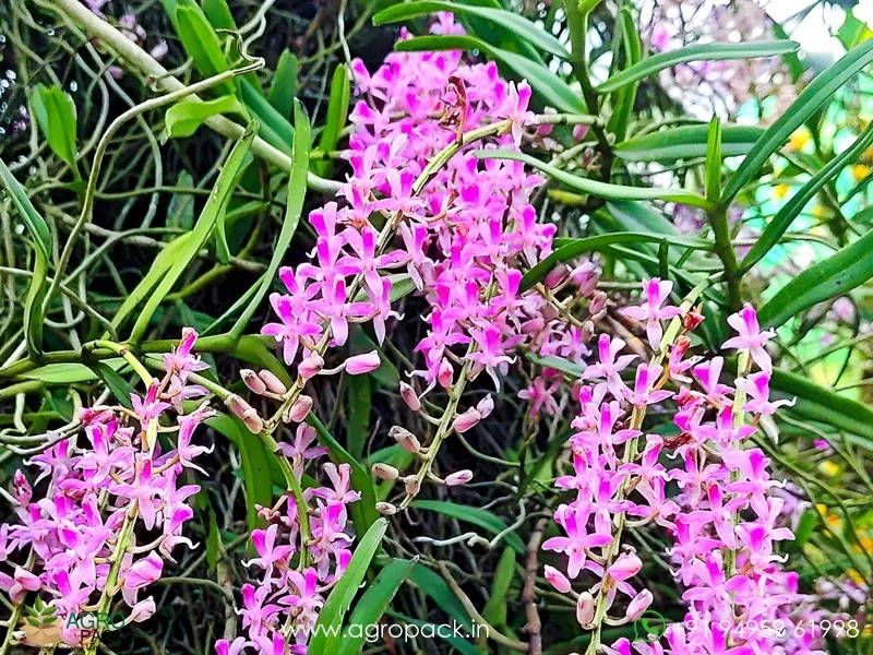 Micropera-rostrata-Beaked-micropera-Orchid5