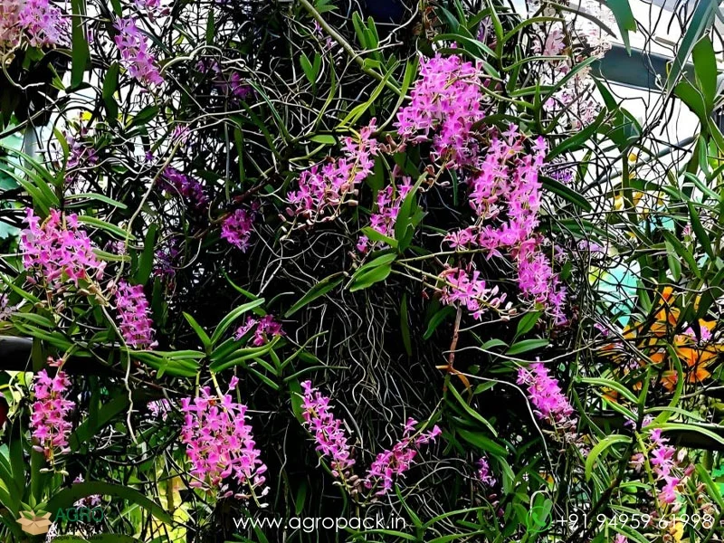 Micropera-rostrata-Beaked-micropera-Orchid6