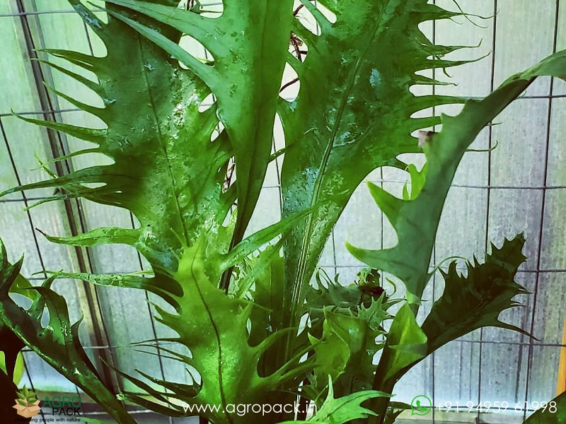 Microsorum-Punctatum-Dragons-Wing-Fern1