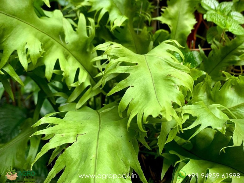 Microsorum-Punctatum-Dragons-Wing-Fern3