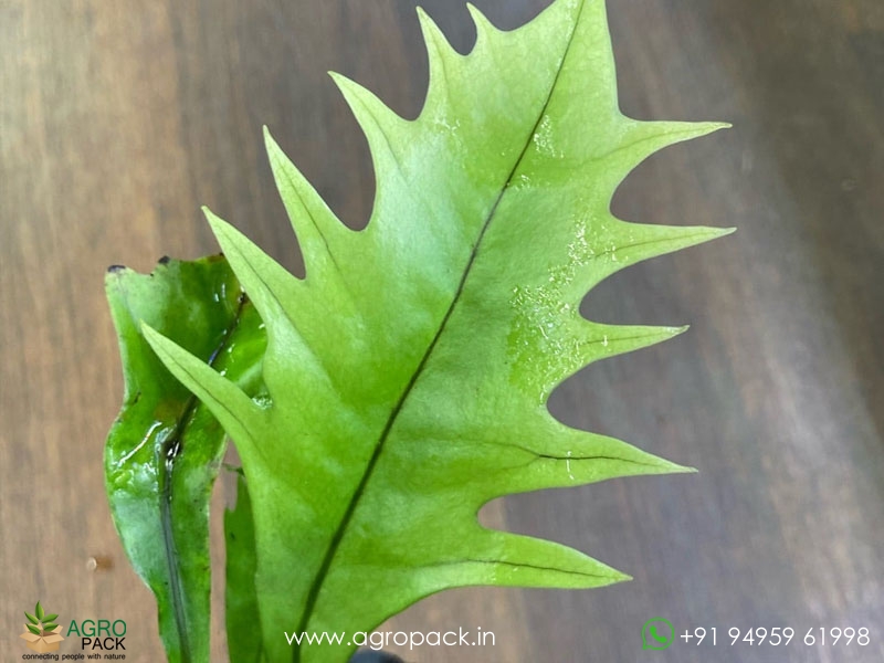 Microsorum-Punctatum-Dragons-Wing-Fern4