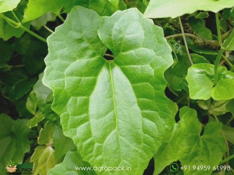 Mikania-micrantha4