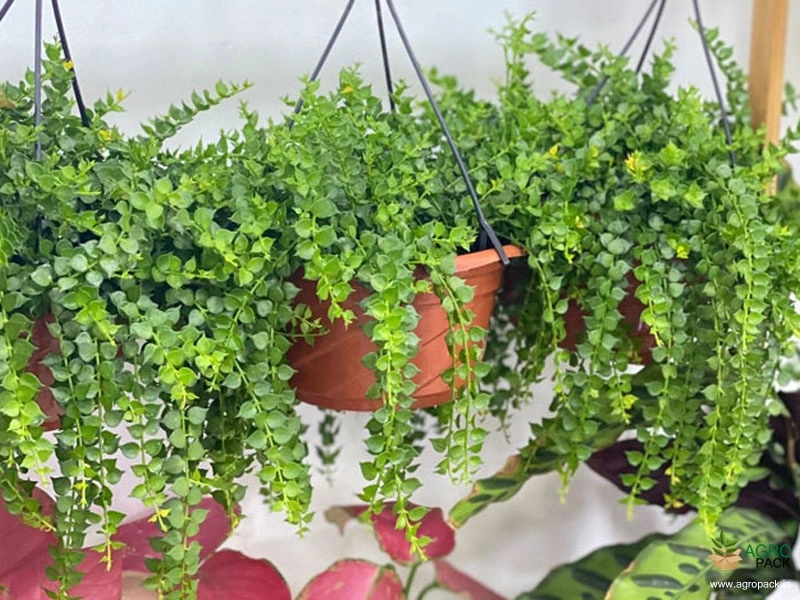 Million-Hearts-Dischidia-Ruscifolia3