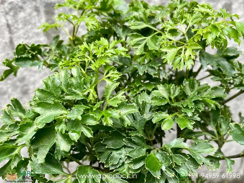 Ming-Aralia2