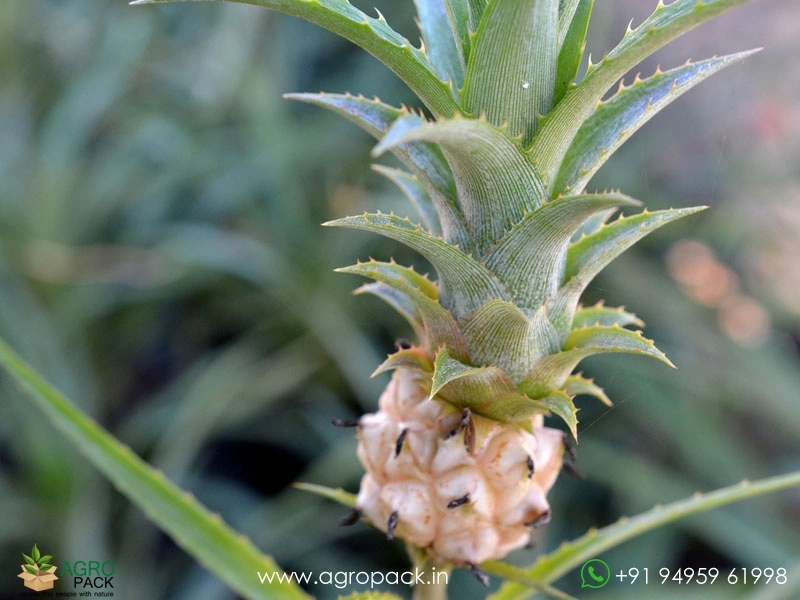 Miniature-Pineapple1