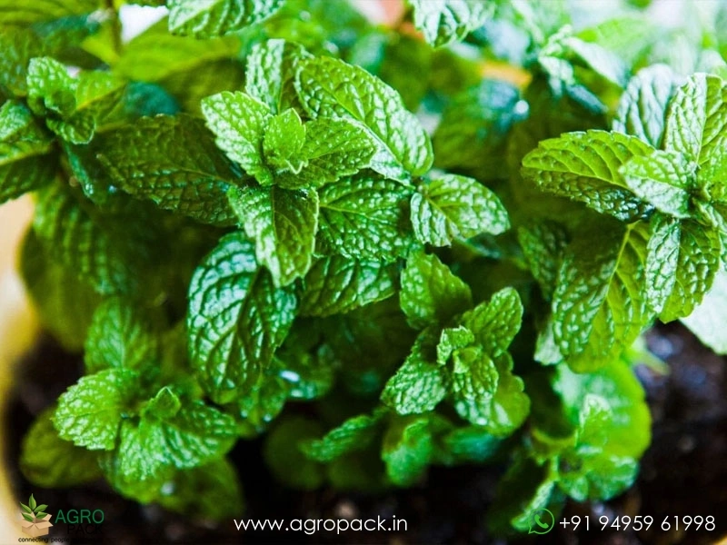 Mint-Pudina-genus-Mentha1