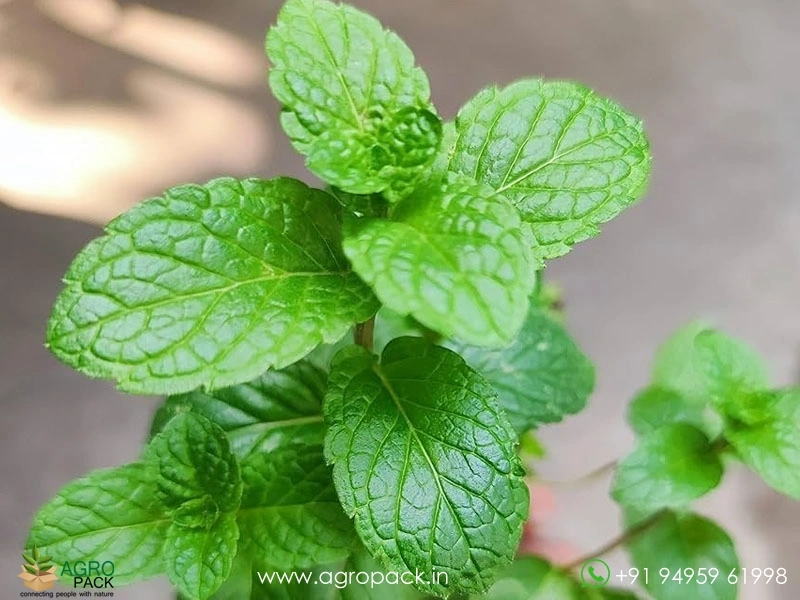 Mint-Pudina-genus-Mentha2
