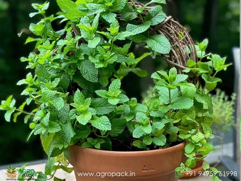Mint-Pudina-genus-Mentha3