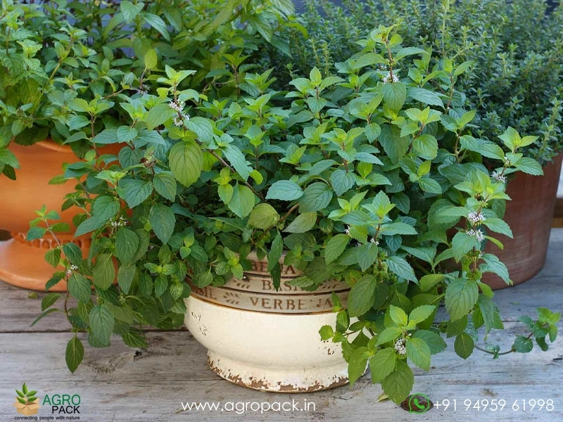Mint-Pudina-genus-Mentha4