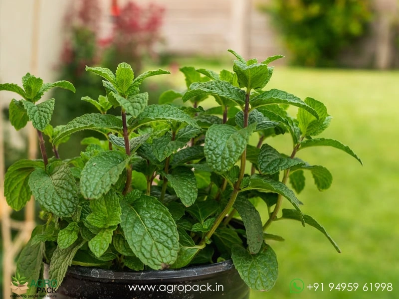 Mint-Pudina-genus-Mentha5