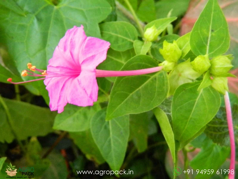 Mirabilis-Jalapa-Four-O-Clock-Flower1