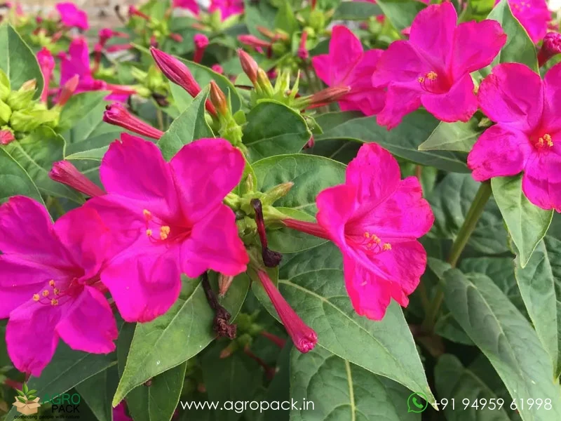 Mirabilis-Jalapa-Four-O-Clock-Flower2