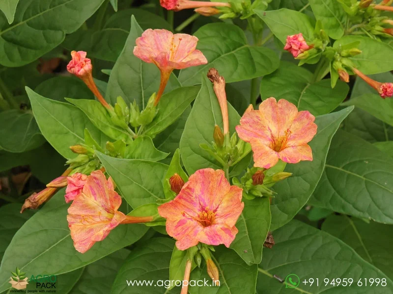 Mirabilis-Jalapa-Four-O-Clock-Flower3