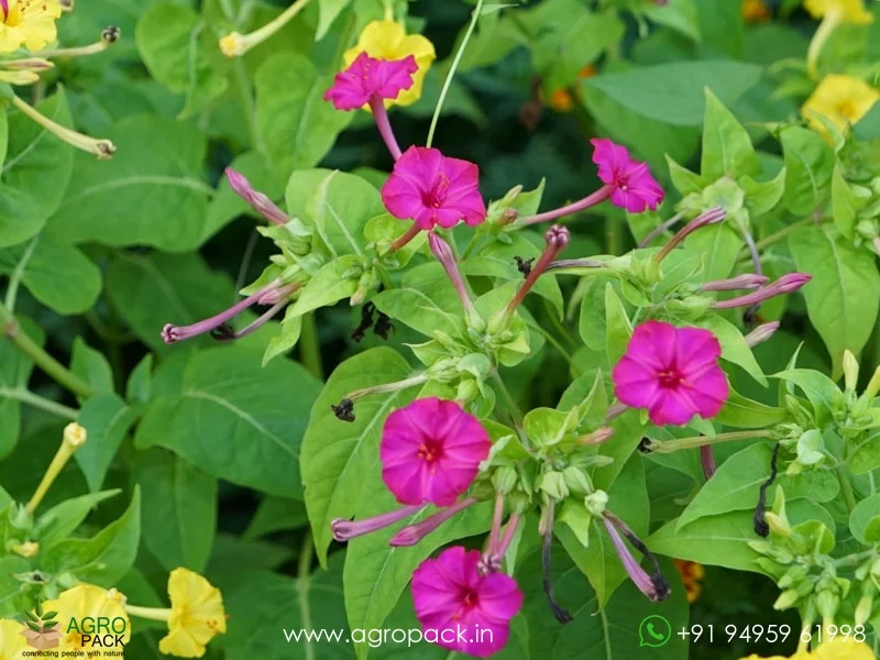 Mirabilis-Jalapa-Four-O-Clock-Flower4
