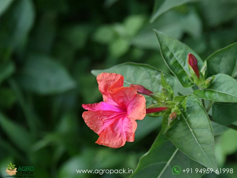 Mirabilis-Jalapa-Four-O-Clock-Flower5