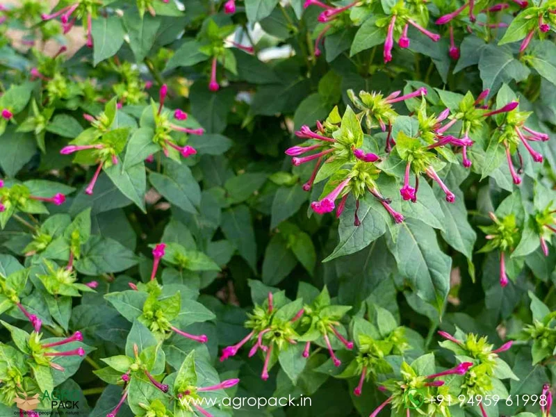 Mirabilis-Jalapa-Four-O-Clock-Flower6