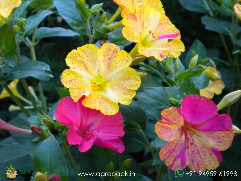 Mirabilis-Jalapa-Four-O-Clock-Flower7