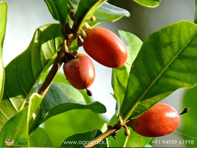 Miracle-Fruit1