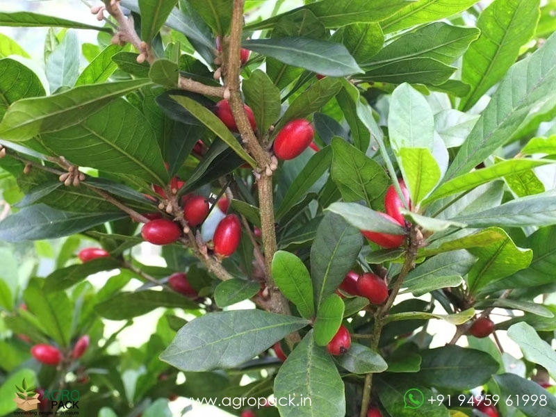 Miracle-Fruit5