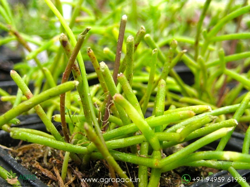 Mistletoe-Cactus-Rhipsalis-baccifera1