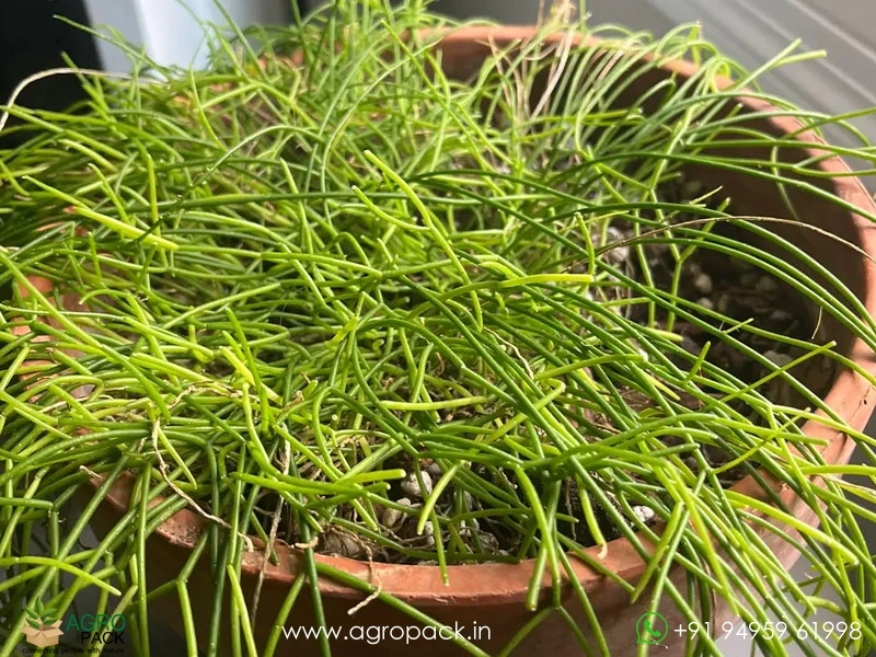 Mistletoe-Cactus-Rhipsalis-baccifera2