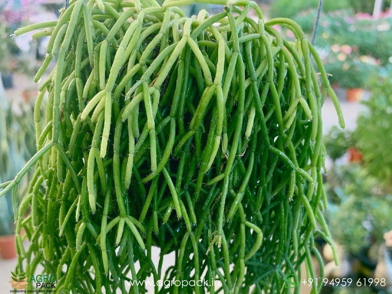 Mistletoe-Cactus-Rhipsalis-baccifera4