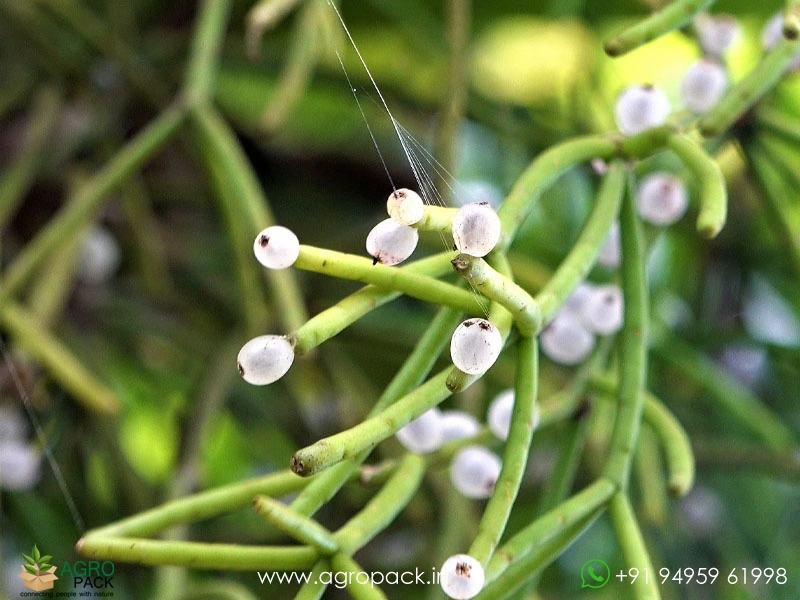 Mistletoe-Cactus-Rhipsalis-baccifera6