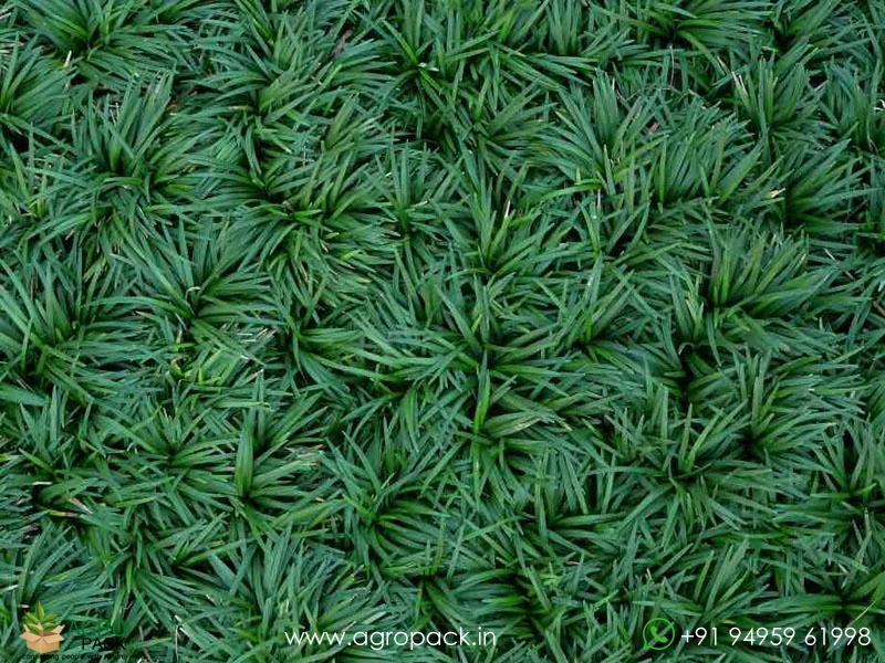 Mondo-Dwarf-Grass3