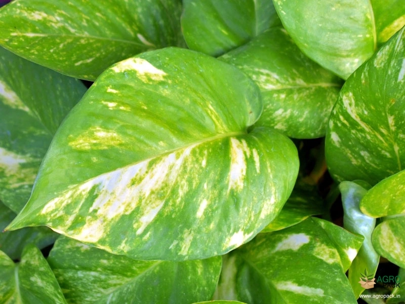 Money-Plant2