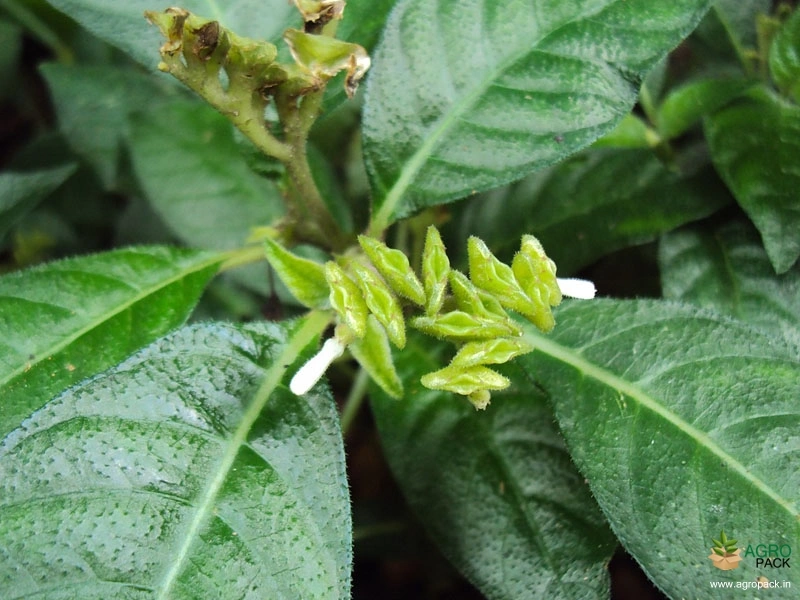 Mongoose-plant2