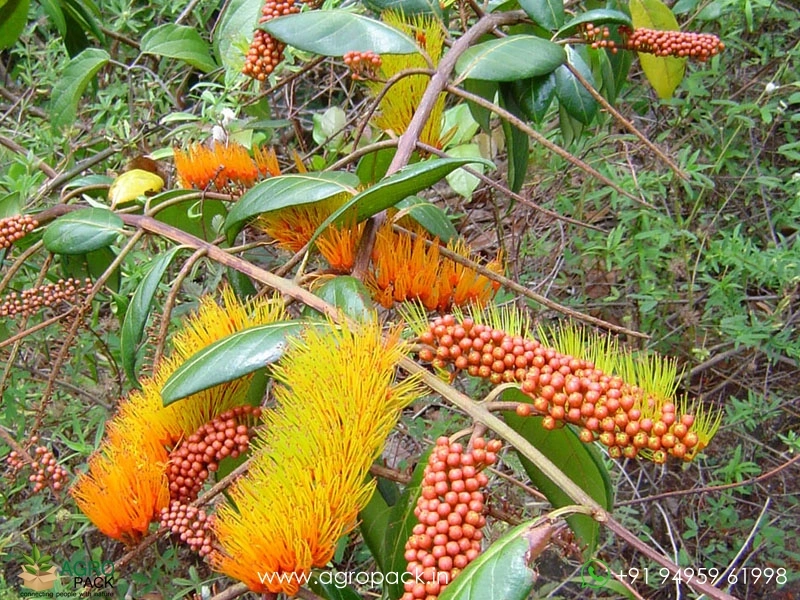 Monkey-Brush-Vine1