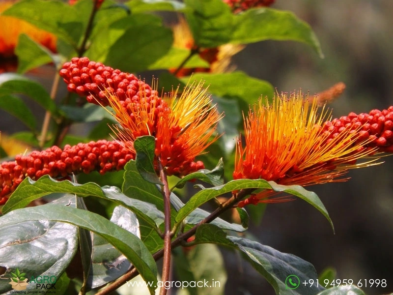 Monkey-Brush-Vine2
