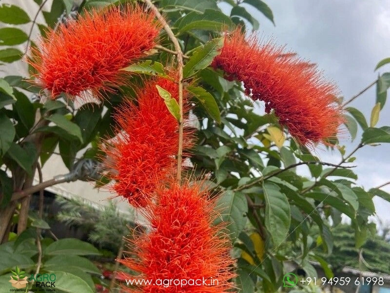 Monkey-Brush-Vine3