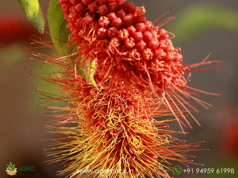 Monkey-Brush-Vine6