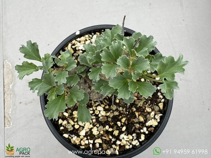 Monsonia-Crassicaulis1