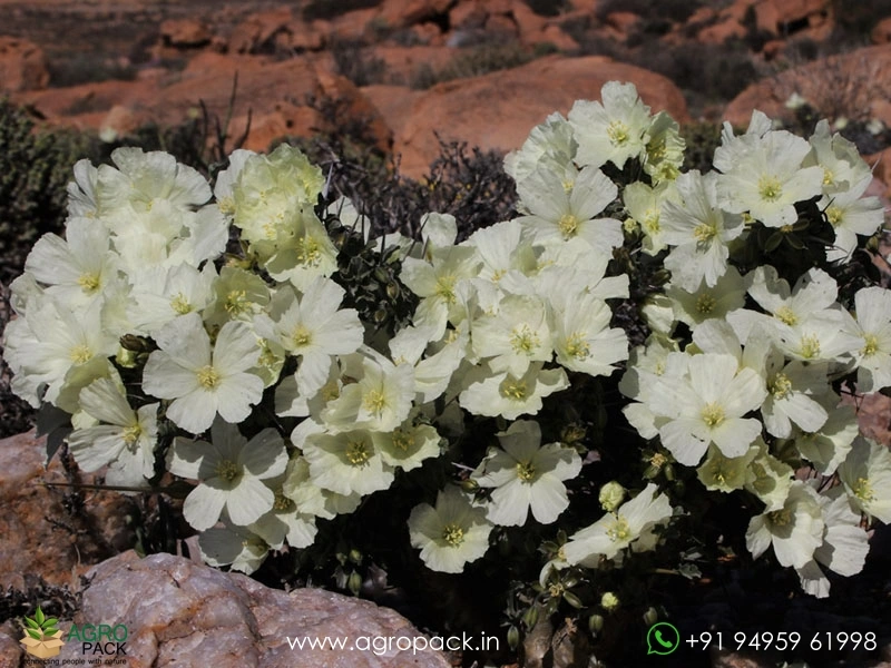 Monsonia-Crassicaulis3