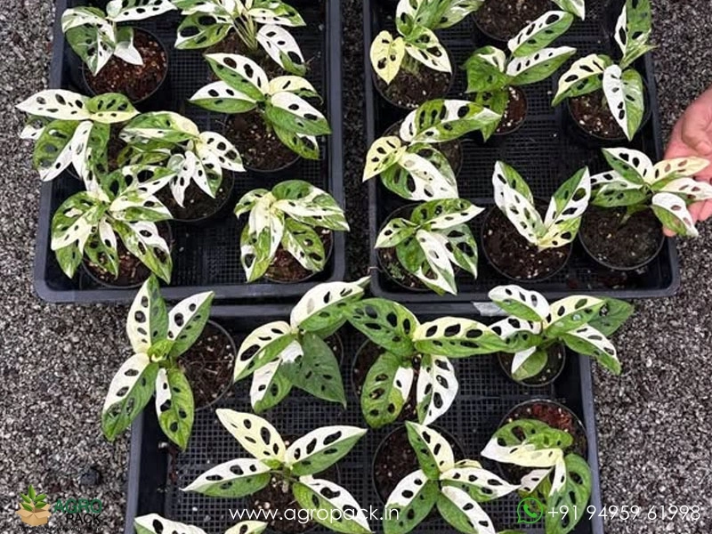 Monstera-Adansonii-albo1
