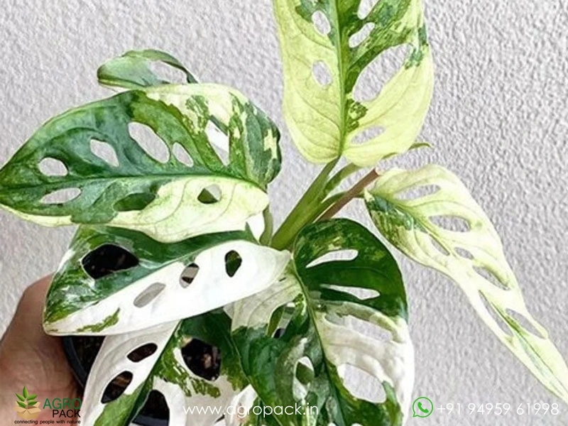 Monstera-Adansonii-albo3