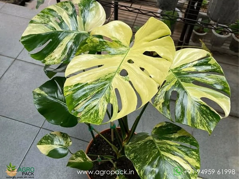 Monstera Deliciosa Yellow Marilyn Plant For Sale In India | Online plant  nursery