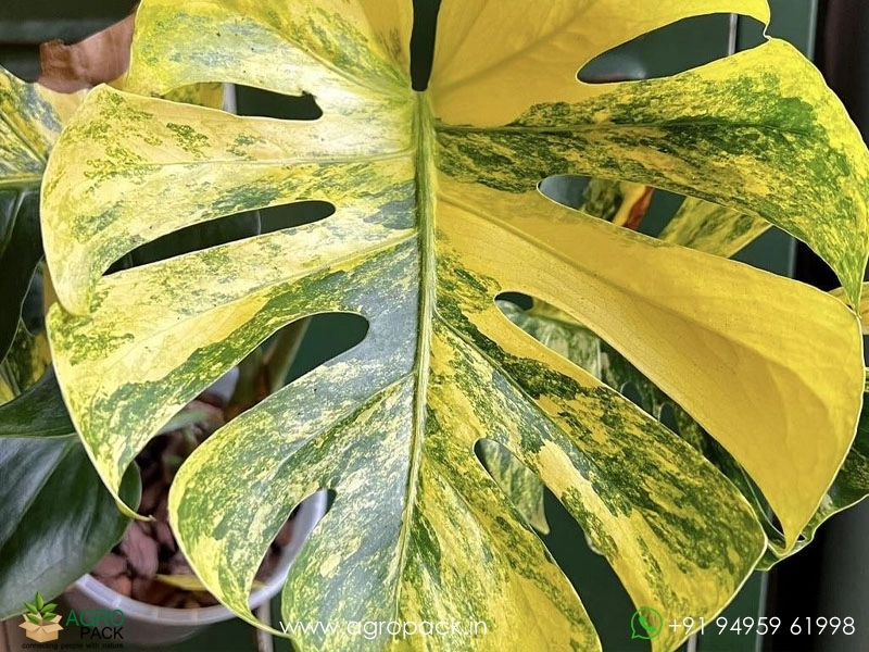 Monstera Deliciosa Yellow Marilyn Plant For Sale In India | Online plant  nursery