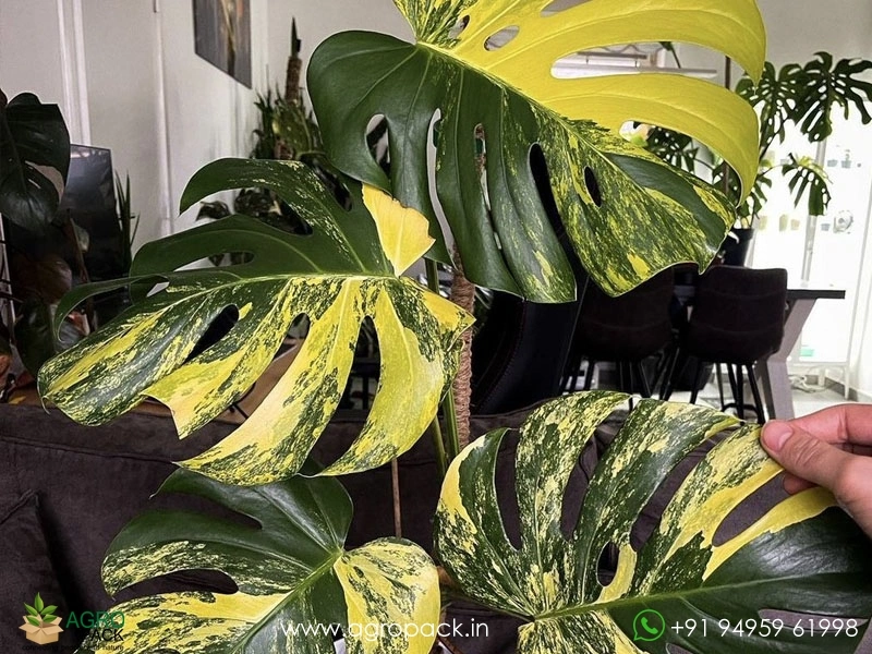 Monstera-Deliciosa-Yellow-Marilyn3